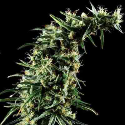 Hawaiian Snow > Green House Seed Company | Feminized Marijuana   |  Sativa
